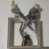 عروس هلندی باقفس|پرنده|شیراز, قلعه نو|دیوار