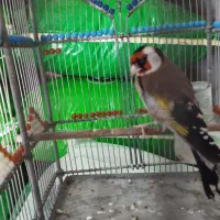 سهره|پرنده|تبریز, |دیوار