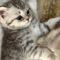 بچه گربه بریتیش اصیل خانگی|گربه|شیراز, معالیآباد|دیوار