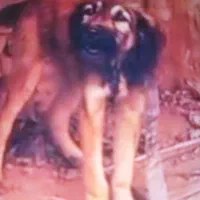 فروش توله سرابی