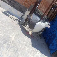 ۱جفت‌ساده