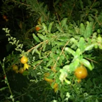باغچه نقلی و کوچک با۳۶ متر بنا|فروش زمین و ملک کلنگی|رباط‌کریم, پرندک|دیوار