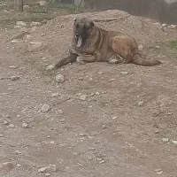 توله افغان|سگ|تایباد, |دیوار