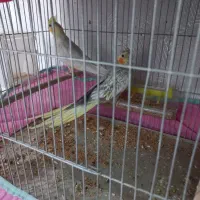 عروس هلندی|پرنده|مسجد سلیمان, |دیوار