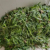 گیاهان دارویی|خوردنی و آشامیدنی|تکاب, |دیوار