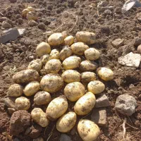 سیب زمینی بذری و خوراکی سانته مدل ۴۰۲ درجه یک|خوردنی و آشامیدنی|ازنا, |دیوار