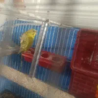 مرغ عشق پروانه ی ماده معامله با پرنده|پرنده|جیرفت, |دیوار