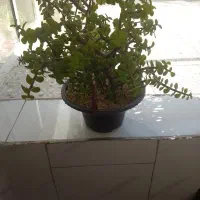 گل  خرفه ای