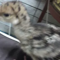 جوجه بوقلمون برنز و بوربورن دو هفته ای|حیوانات مزرعه|مشهد, آزادشهر|دیوار