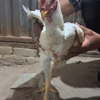 خروس لاری|حیوانات مزرعه|میبد, |دیوار