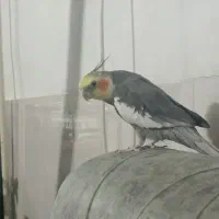 عروس هلندی نر|پرنده|مشهد, شهید آوینی|دیوار