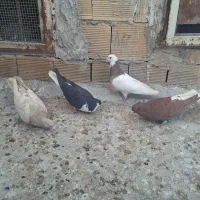 چهار عددکبوتر