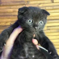 گربه کوچولو