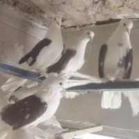 کبوتر پاپر