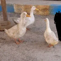 اردک ماده