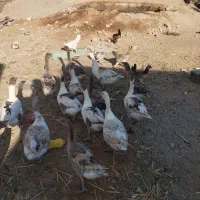 اردک روسی خروس مرغ غازجوجه مرندی|حیوانات مزرعه|اهواز, آریاشهر|دیوار