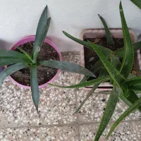 گل طبیعی|گل و گیاه طبیعی|صادق آباد, |دیوار