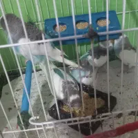 مرغ عشق ۲ماهه