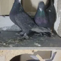 کبوتر قره|پرنده|صوفیان, |دیوار