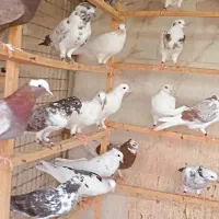 جوجه کبوتر|پرنده|ری, شهید بهشتی|دیوار