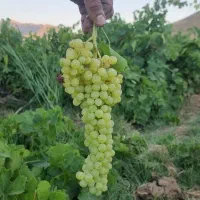 فروش باغ در بهترین لوکیشن ابهر|فروش دفتر صنعتی، کشاورزی، تجاری|ابهر, |دیوار