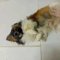 سگ پا کوتاه|سگ|مشهد, همت آباد|دیوار