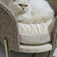 گربه ی پرشین اصل