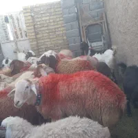 بره|حیوانات مزرعه|تایباد, |دیوار