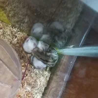 همستر وینتر وایت و کمپل