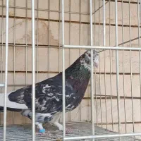 کبوتر|پرنده|کاشان, رسالت|دیوار