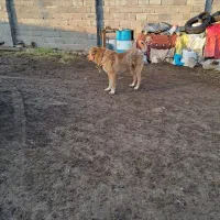 گمشده|حیوانات|سرعین, |دیوار