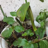 گل آلوورا پر|گل و گیاه طبیعی|رشت, جانبازان|دیوار