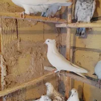 کبوتر پرشی به ضمانت|پرنده|قم, شهرک توانیر|دیوار