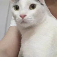 گربه رایگان|گربه|کرج, مهرویلا شمالی|دیوار