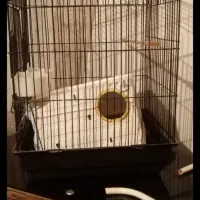 فروش قفس بزرگ کاسکو