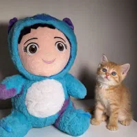 بریتیش عروسک پسر