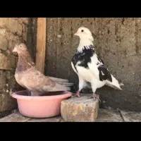 پرنده|پرنده|ساوه, |دیوار