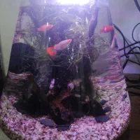 تنگ بزرگ ماهی|ماهی|رشت, کوی مهر|دیوار