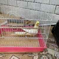 پرنده