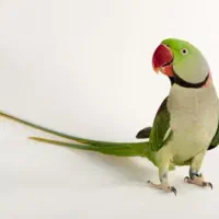 کشور گیرینچیک ملنگو راهب شاه طوطی سخنگو ضمانت ۵سال