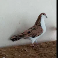 رنگه|پرنده|مشهد, گاز|دیوار