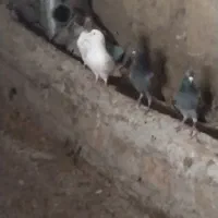 گمشده حدود بیست روز پیش|حیوانات|مشگین شهر, |دیوار