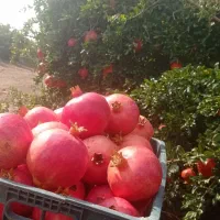 باغ انار|خدمات باغبانی و درختکاری|بختگان, |دیوار