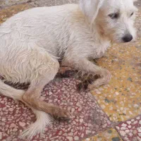 سگ پیدا شده