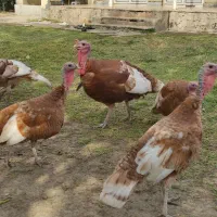 بوقلمون بوربون آمریکایی