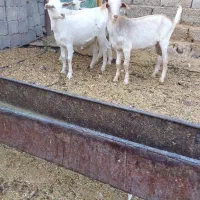 بز کهره سانن|حیوانات مزرعه|جهرم, |دیوار