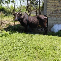 گاو دوشدار ۸ ماه شکم لوکس