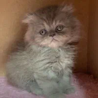 بریتیش بلو کیفیت بالا|گربه|رشت, لاکانی|دیوار