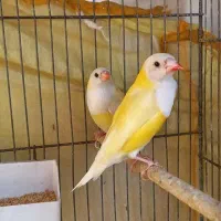 فنچ گلدین.فنچ گلوبریده|پرنده|اهواز, اهواز|دیوار