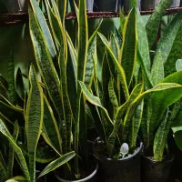 گل طبیعی|گل و گیاه طبیعی|لاهیجان, لیل|دیوار